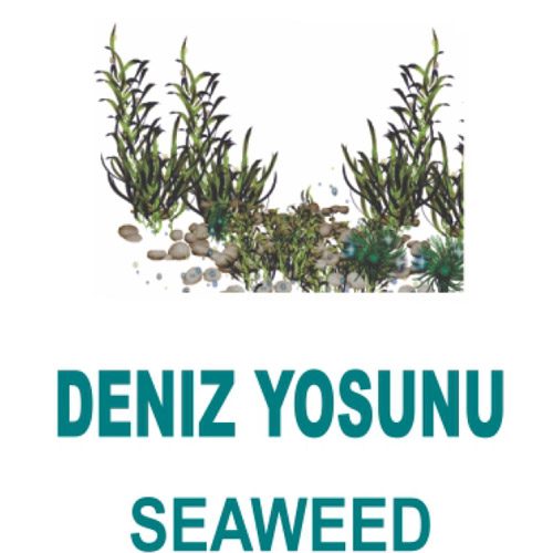 اسپری خوشبوکننده هوا Seaweed 500